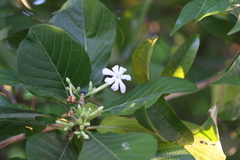 Guettarda speciosa